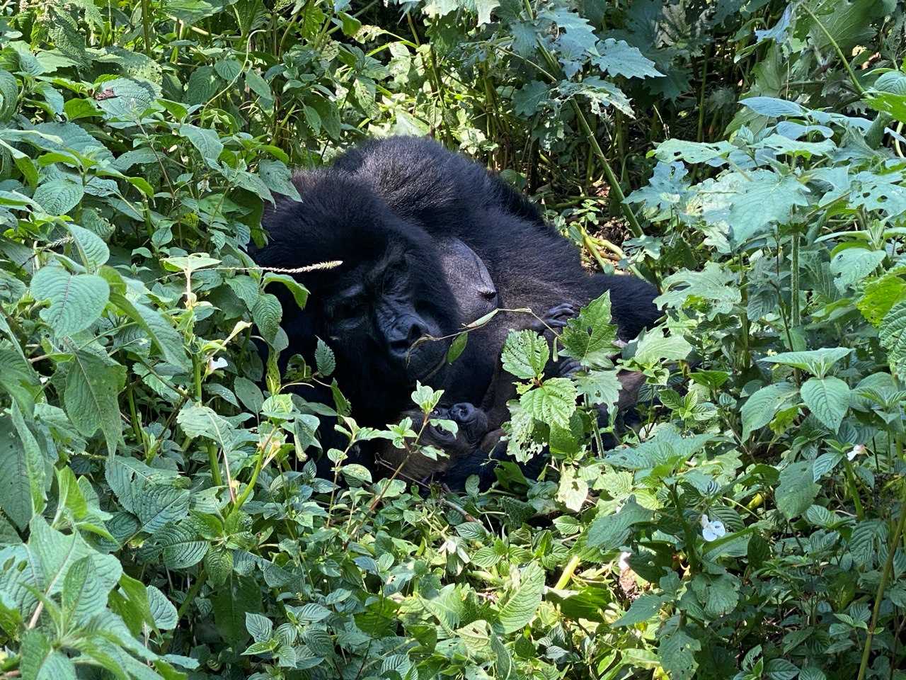 gorilla